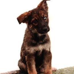 Spike - male Sporty Mix puppy in Mesa, Arizona from Savage K9 Kennels