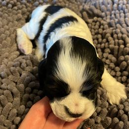 Boy 3 - Black and white male Cocker Spaniel puppy in Delphi, Indiana from Benchmark Cockers