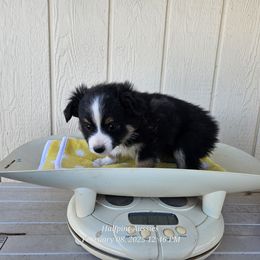 Ivy - Toy Australian Shepherd puppy from Halfpint Aussies