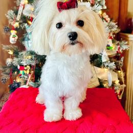 Hadley - Maltese