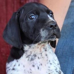 Chief - Black roan male German Shorthaired Pointer puppy in China Township, Michigan from Snell's Superior Kennel Dobermann & GSP