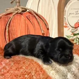 Boy 2 - Black and white male Shih Tzu puppy in Lexington, North Carolina from SCS Shih Tzus