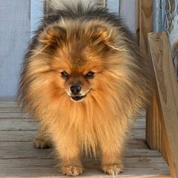 Rudy - Pomeranian