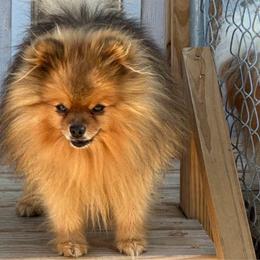 Rudy - Pomeranian
