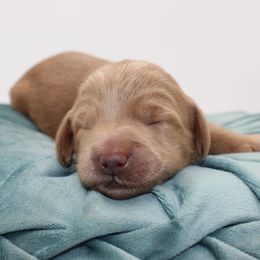 Giza - Gold female Australian Cobberdog puppy in Bellingham, Minnesota from Whispering Prairie Australian Cobberdog