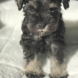 Miniature Schnauzer Puppies from Divine Miniature Schnauzers