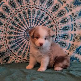 Topaz - Red merle male Miniature American Shepherd puppy in Trenton, Florida from Atherney
