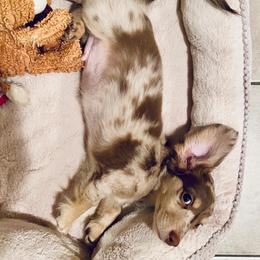 Dachshund Puppies from Meldox
