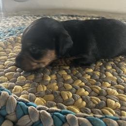 Jane - Black and tan female Dachshund puppy in Brave, Pennsylvania from Small Tales Farm