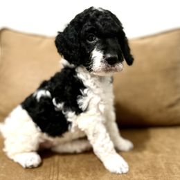 Goldendoodle Puppies from Reign Doodles of AZ