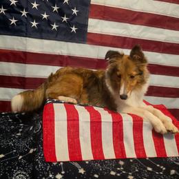 Bucky - Sable merle and white male Shetland Sheepdog puppy in Altha, Florida from Hill Top Shelties
