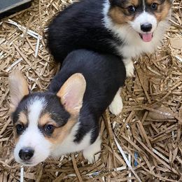 Australian Shepherd and Pembroke Welsh Corgi Puppies from Mallory Pembroke Welsh Corgis And Australian Shepherds