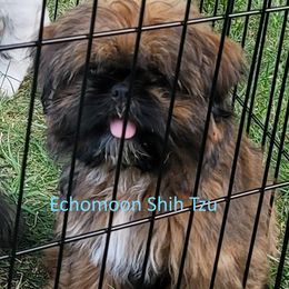 Beanie - Shih Tzu
