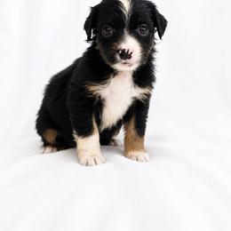 Kip - Black tri male Miniature Australian Shepherd puppy in Louisville, Mississippi from Kristy’s Kennels