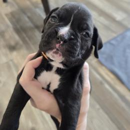 Orange Collar - Brindle male Boxer puppy in Laramie, Wyoming from Karen Marr