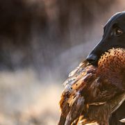 Flat-Coated Retrievers from Sanderling Flat-Coated Retrievers