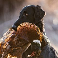 Flat-Coated Retrievers from Sanderling Flat-Coated Retrievers
