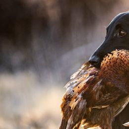 Flat-Coated Retrievers from Sanderling Flat-Coated Retrievers