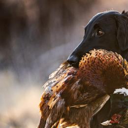 Flat-Coated Retrievers from Sanderling Flat-Coated Retrievers