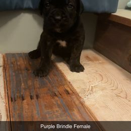 Brindle Female - Black brindle female Cane Corso puppy in Jasper, Alabama from C&M Cane Corso