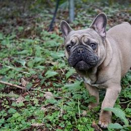 French Bulldog Puppies from 4 Leaf Frenchies