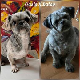Shih Tzu puppies from Garrard Creek Shih Tzus