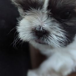 Shih Tzu Puppies from We Shih Tzu Not!