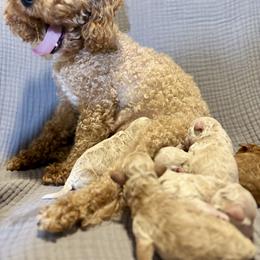 Cavapoo, Cockapoo, Goldendoodle, and Maltipoo Puppies from Perdue Puppies