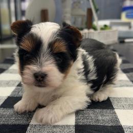 Binkie - Parti male Yorkshire Terrier puppy in Indianapolis, Indiana from Tails of Grace