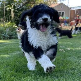 Purple - Bernedoodle puppy from Sweet Tea Kennels