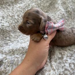 Luna bell - Dapple female Dachshund puppy in North Fort Myers, Florida from Trust Fund Devil Kennel