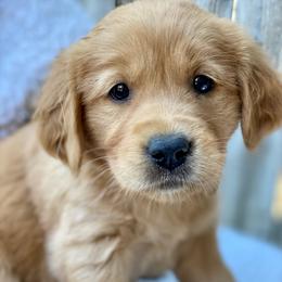 Bubbles - Dark golden female Golden Retriever puppy in Chico, California from Glenmac Goldens