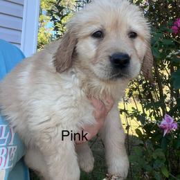 Pink - Golden female Golden Retriever puppy in Jesup, Georgia from Painted Platinum Retrievers (Painted Platinum Kennel) PPK
