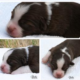 Boy 6 - Red tri-color male Miniature American Shepherd puppy in Robinson, Texas from Stellar Miniature American Shepherds