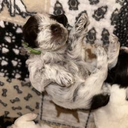 Boy 1 - Parti male Miniature Schnauzer puppy in Tacoma, Washington from MSR Mini Schnauzers