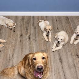 Golden Retrievers from Milligan Valley Golden Retrievers