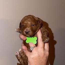 Roxi - Goldendoodle