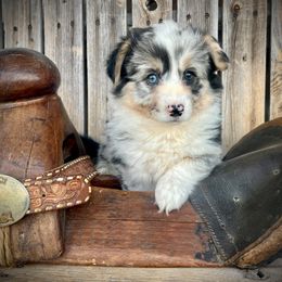Jippy - White merle female American Corgi puppy in Los Lunas, New Mexico from Blue Diamond Welsh corgis