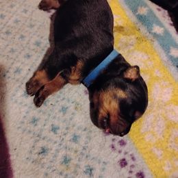Bruce - Black and mahogany male Rottweiler puppy in Jacksonville, Florida from Vom Jobaer Rottweilers