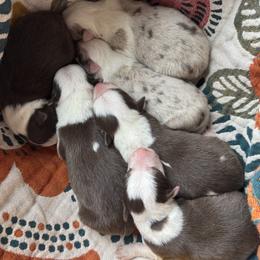 Border Collie puppies from Double J & L Ranch Border Collies