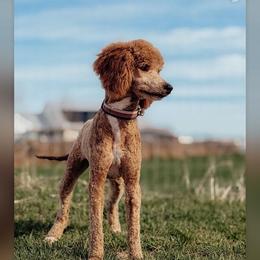 Cash - Red  male Poodle puppy in Caldwell, Idaho from Boise Doodle Co.