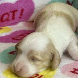 Sade - Piebald female Dachshund puppy in Tacoma, Washington from Tiny Dancer Dachshunds