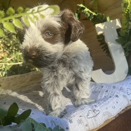 Apollo - Liver male Miniature Schnauzer puppy in Hemet, California from Journee Home Mini Schnauzers
