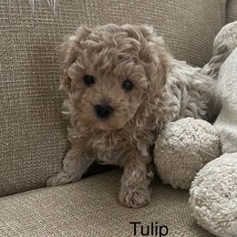 Tulip - Cream female Poodle puppy in Rochester, New York from Mellies Miniature Poodles