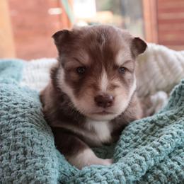 Ghirardelli - Brown and white male Siberian Husky puppy in Bly, Oregon from Hill Top Huskies