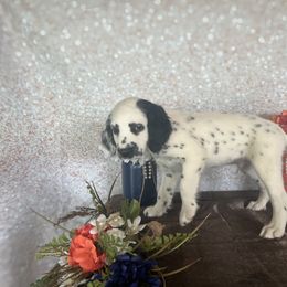 Mickey - White and black Dalmatian puppy in Motley, Minnesota from Dynasty Paws