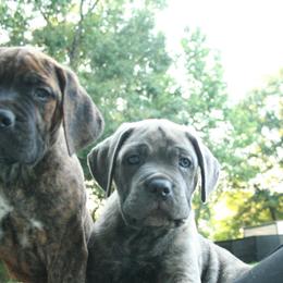 Cane Corso Puppies from Dolce Luna Corsos