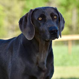 Whiskey - Weimaraner