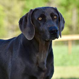 Whiskey - Weimaraner