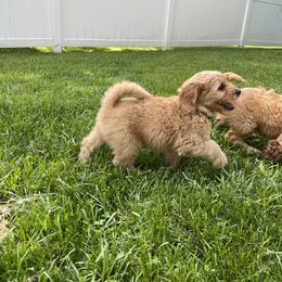 Goldendoodle Puppies from Coal Country Doodles